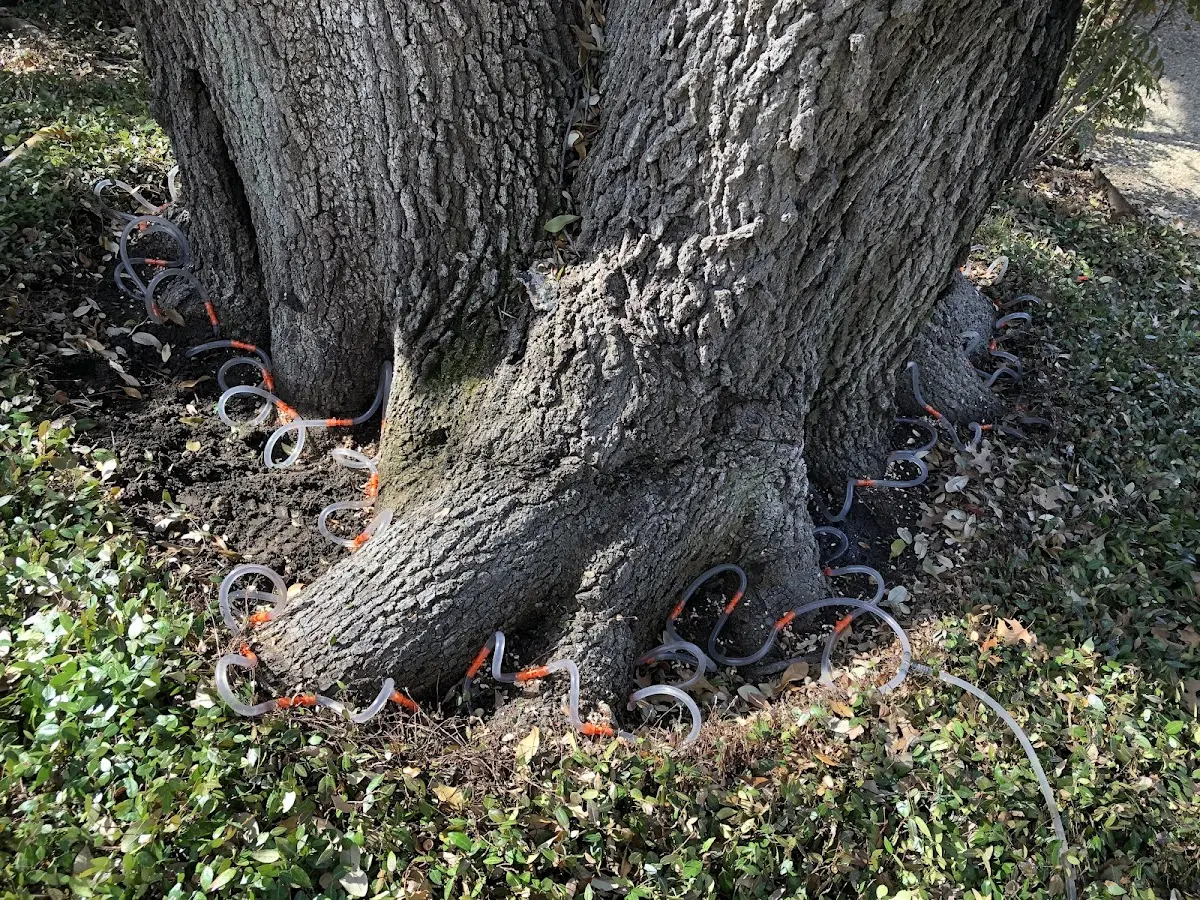 Detailed Shrub and Hedge Trimming job site in East Granby