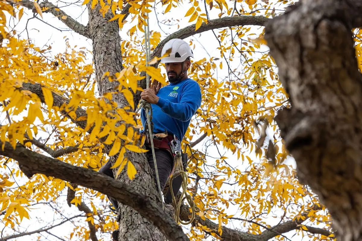 Skilled Tree Pruning crew working in East Granby
