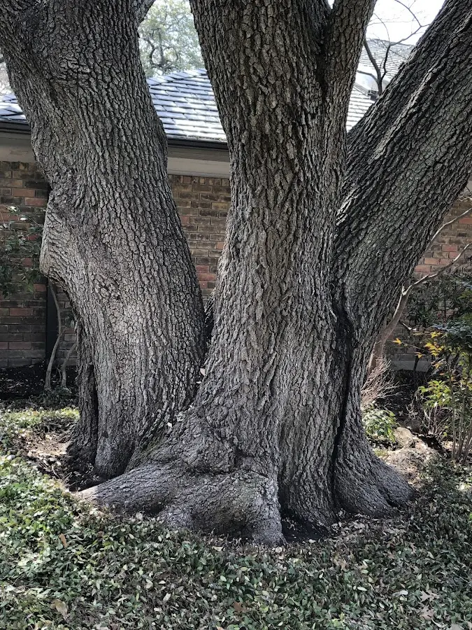 Mature heritage tree close to a East Granby property cared for by certified arborists